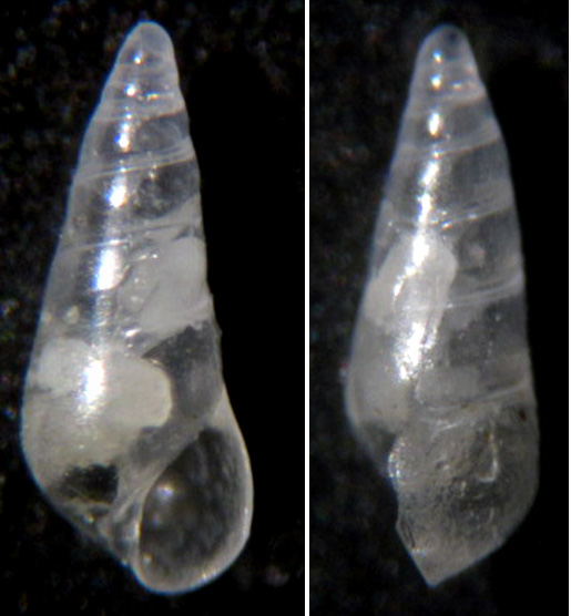 Eulimidae 2
